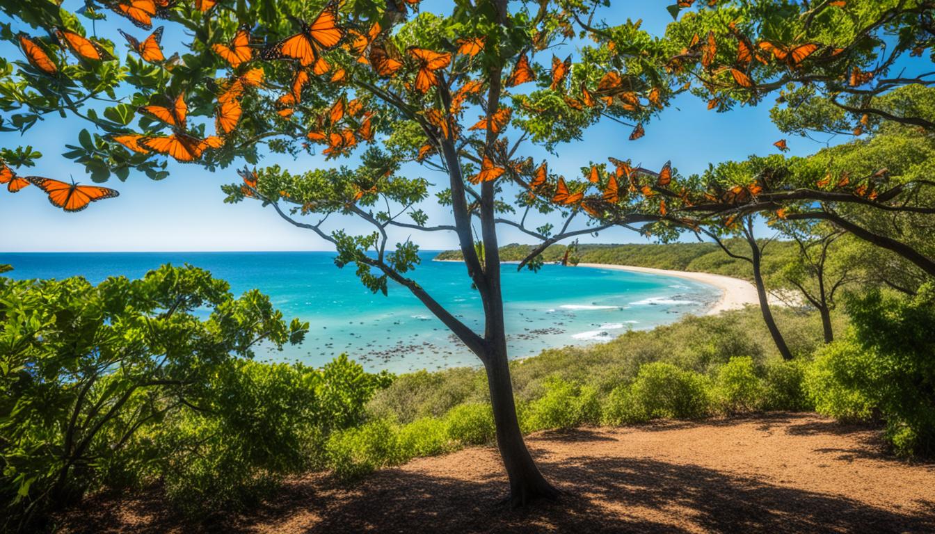 Monarch Butterfly Grove