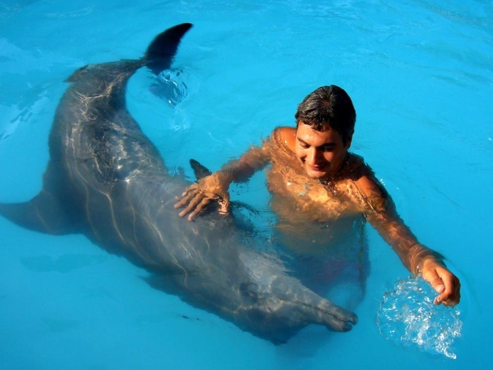 dda855dc6aef4e573644d3bb.jpg - swimming-dolphin