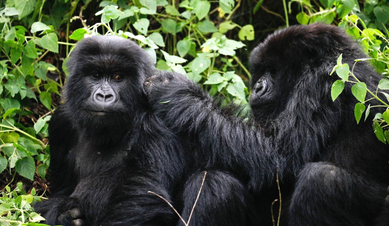 Uganda-gorilla-safaris - Copy