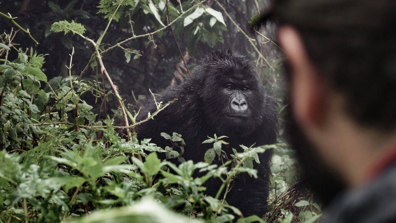 uganda-gorilla-safari-trip - Copy