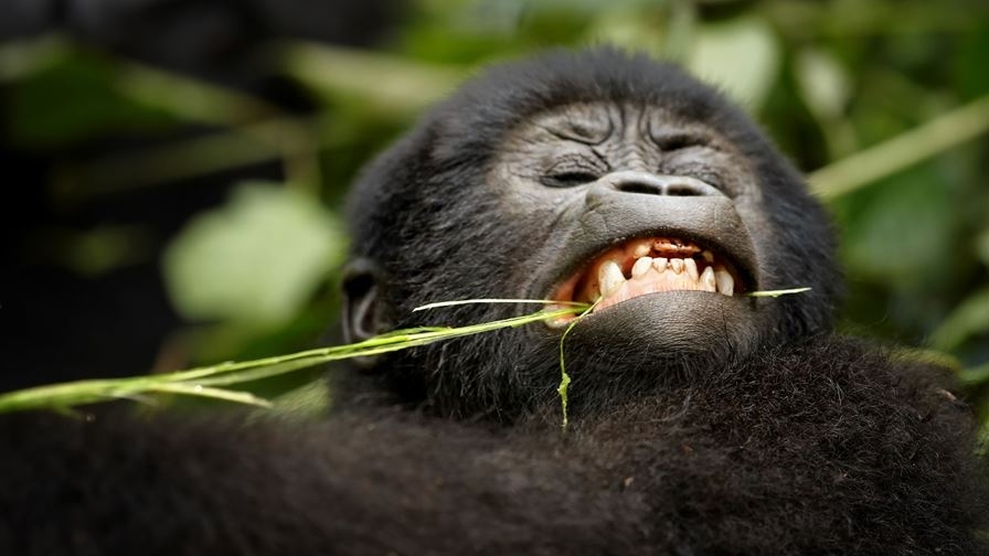 uganda-mountain-gorilla-eating