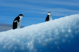 Antarctic 2021-11-06
