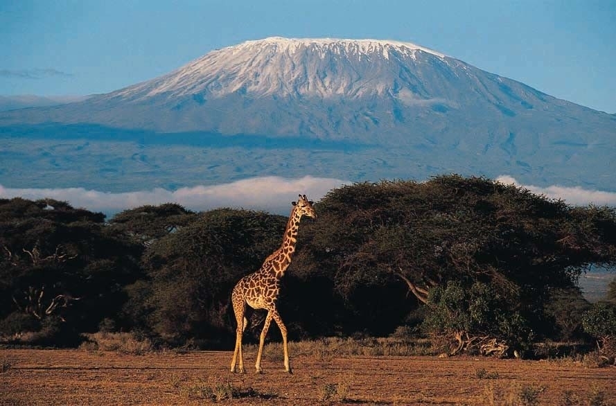 234513bcd1383c9f3da41c23.jpg - Kilimanjaro giraffe