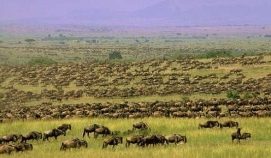 ea44dfbe7f898c1e87b2aee8.jpg - wildebeest migration serengeti