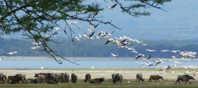 c5dabb3587caa14031eb2537.jpg - Lake nakuru buffalloes  and flamingoes
