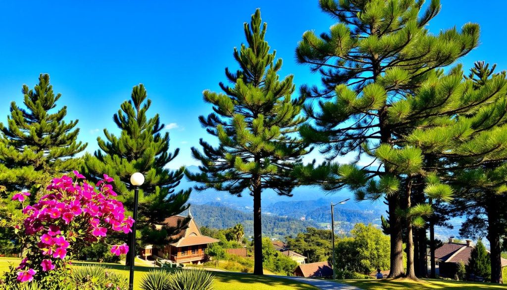 Baguio City Landscape