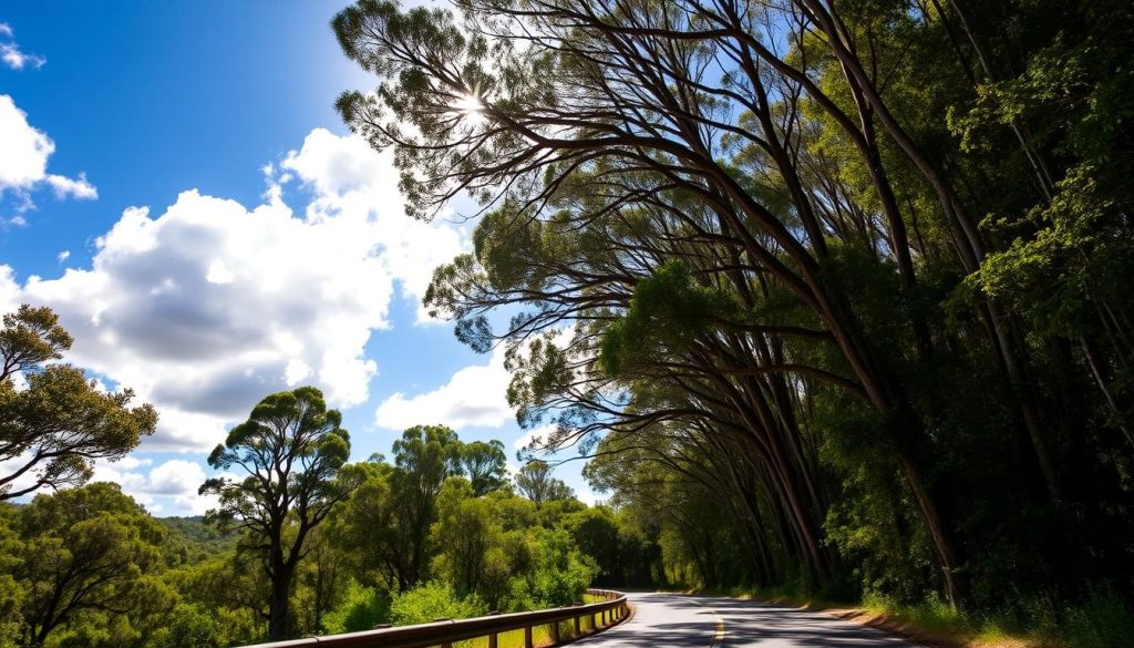 Scenic Drives in Pemberton Western Australia