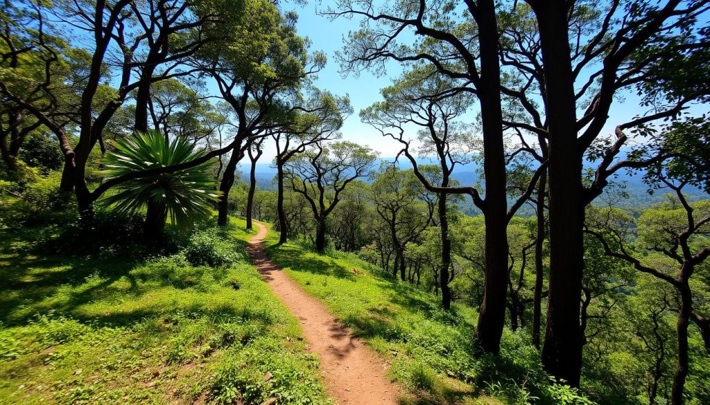 Bandipur National Park Trekking Trails