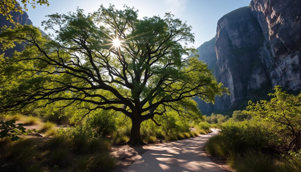 tree of life outdoor adventure