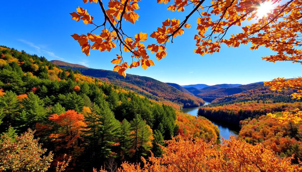 Allegheny National Forest