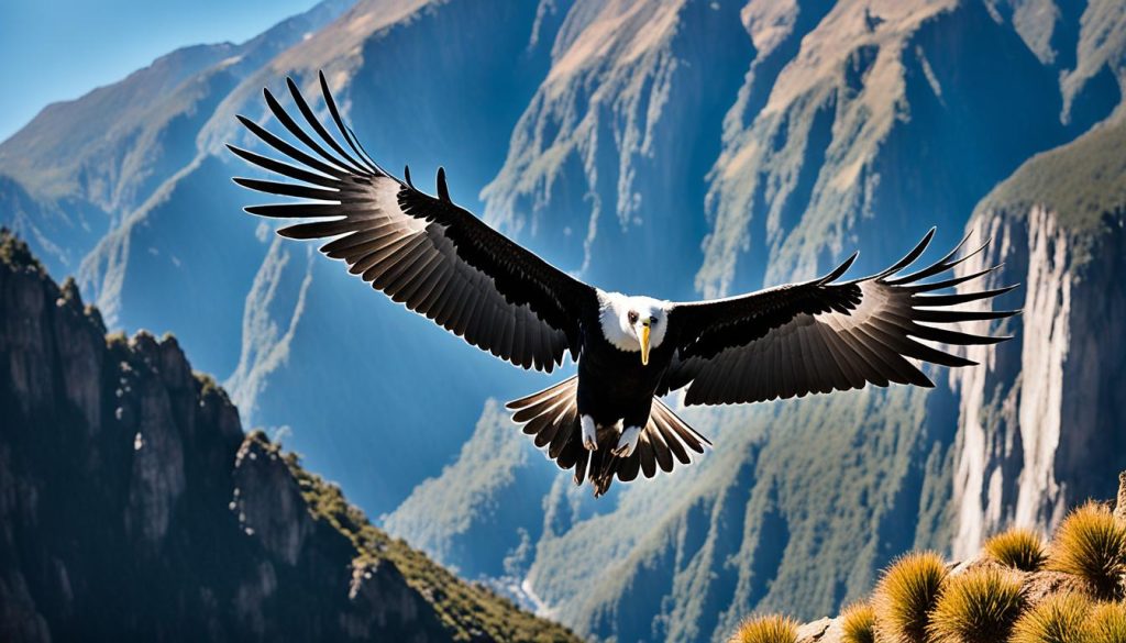 Andean condor