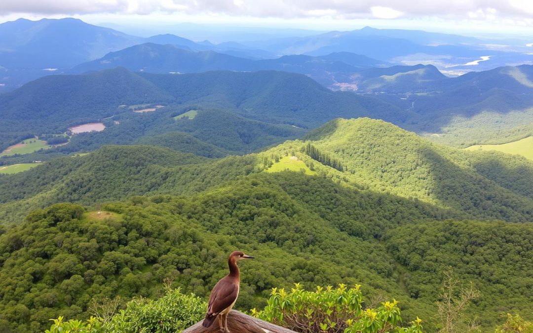 Tambourine Mountain, Queensland: Best Things to Do - Top Picks