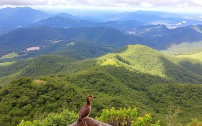 Tambourine Mountain, Queensland: Best Things to Do – Top Picks