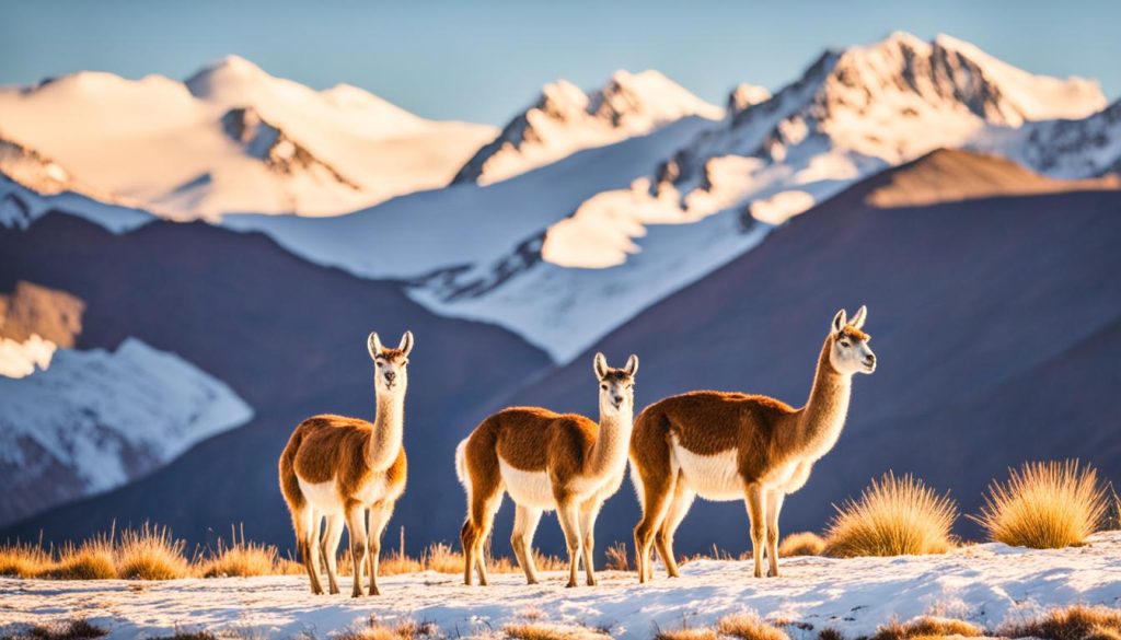 guanacos