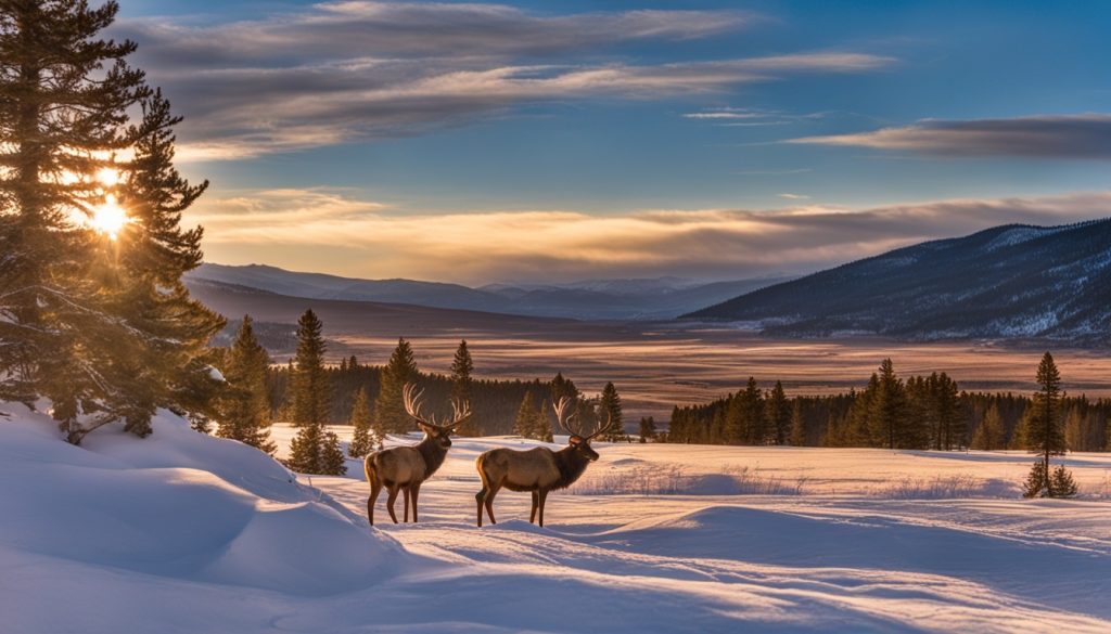 wildlife-watching-wolf-creek