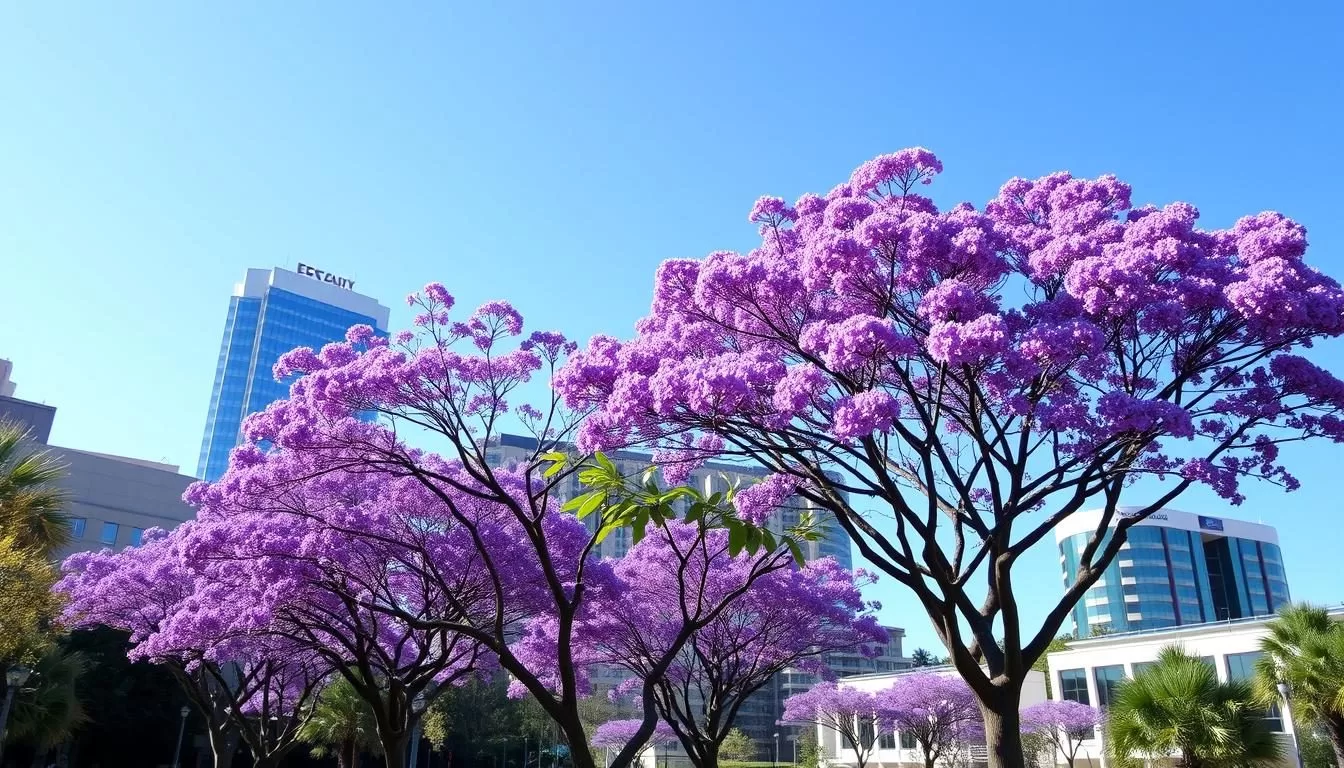 Image of Pretoria's cityscape with jacaranda trees in bloom