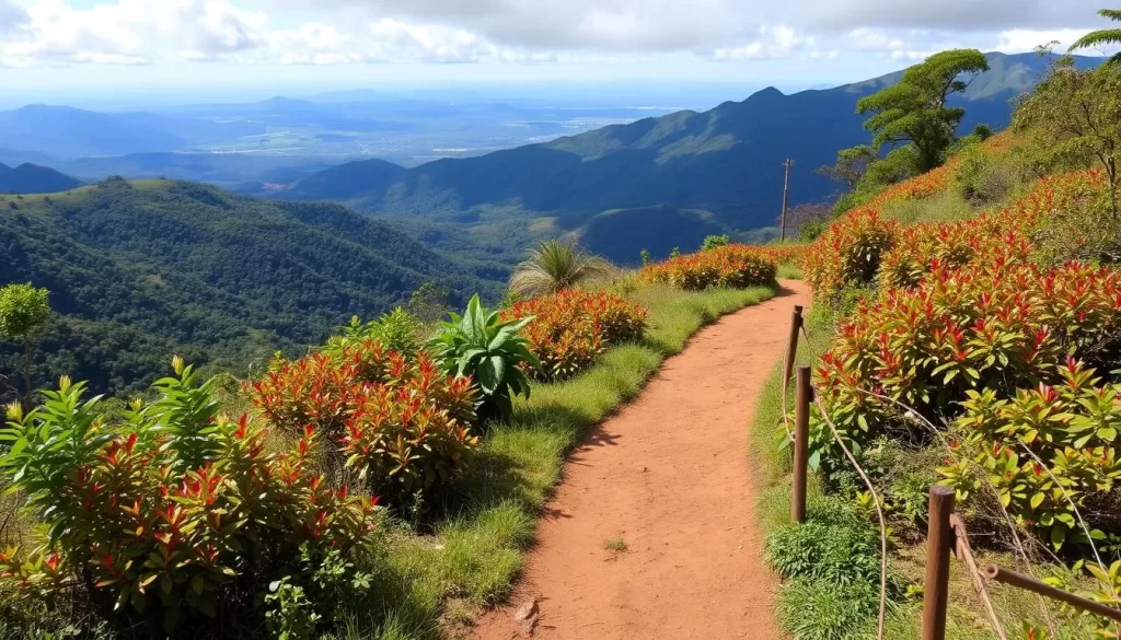 Image of Usambara Mountains trekking trail with lush vegetation