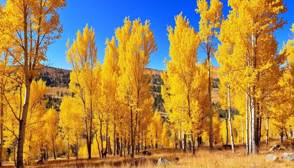Image of Wyoming's fall foliage with Aspen trees turning yellow