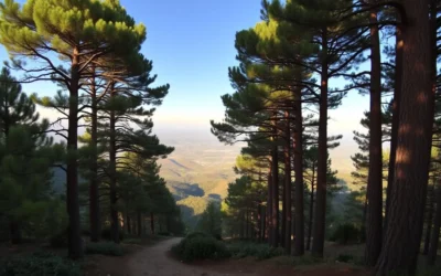 Al Shouf Cedar Nature Reserve, Lebanon: Best Things to Do – Top Picks