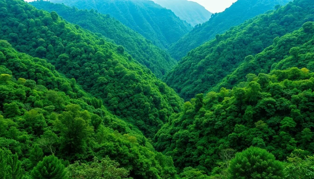 Image of Shangrao's lush forests and serene landscapes