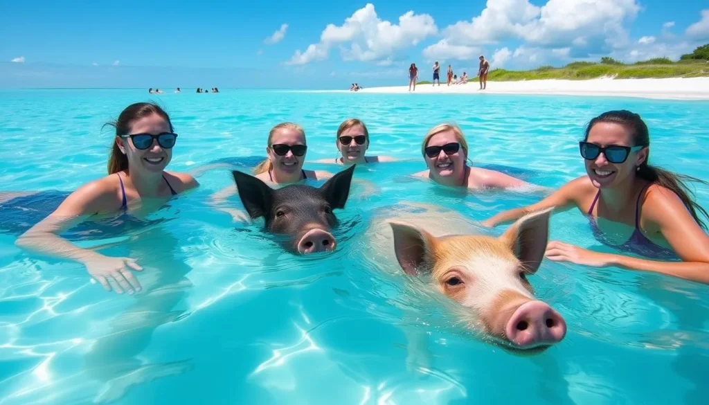 Image of tourists swimming with pigs on Pig Beach, Exuma Image of tourists swimming with pigs on Pig Beach, Exuma