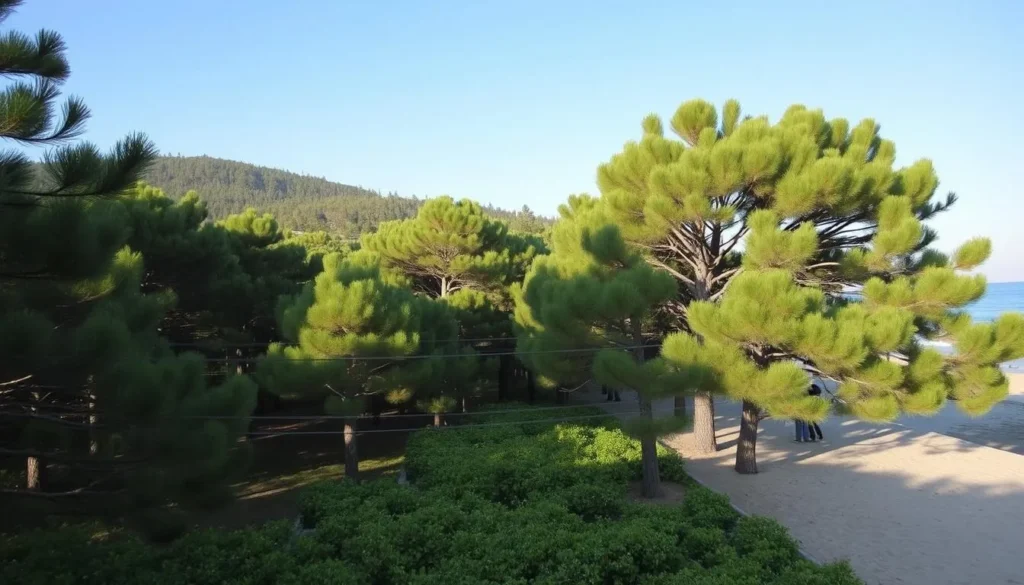 Image of El Pinar Beach with its pine forest and shaded areas Image of El Pinar Beach with its pine forest and shaded areas