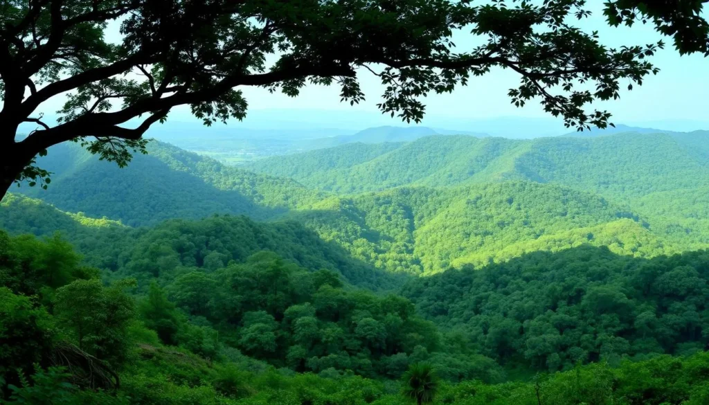 Panoramic view of Baroiyadhala National Park's lush forest canopy with hills in the background