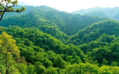 Kadigarh National Park, Bangladesh: Best Things to Do – Top Picks