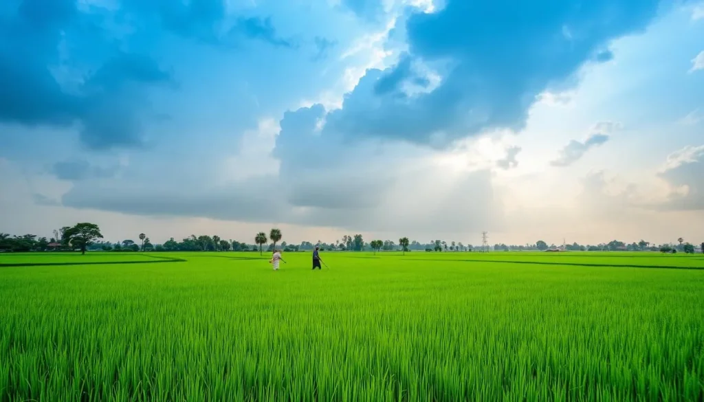 Seasonal landscape of Dinajpur showing lush green rice fields during monsoon season