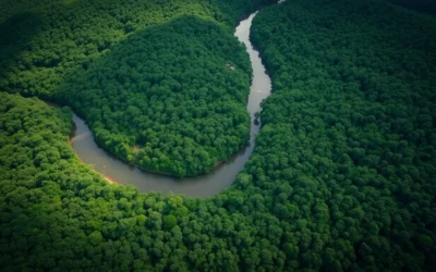 Amazon Rainforests, Brazil: Best Things to Do – Top Picks