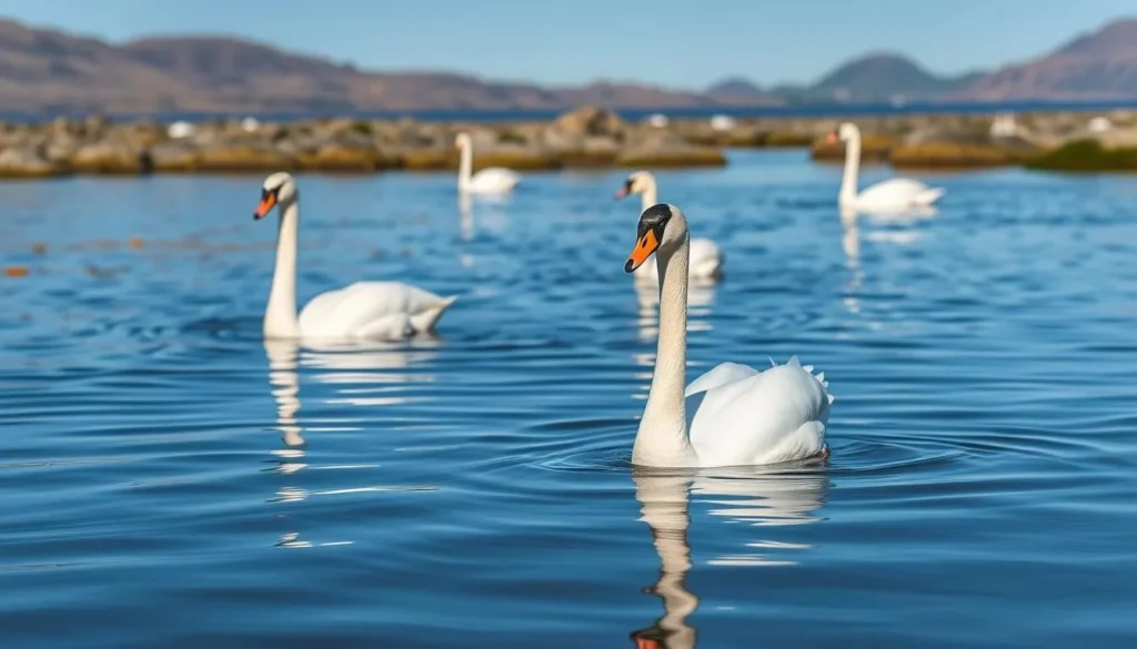 Black-necked swans swimming on a pond in Pebble Island, Falkland Islands