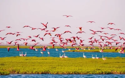 Umm al-Quwain, United Arab Emirates: Best Things to Do – Top Picks