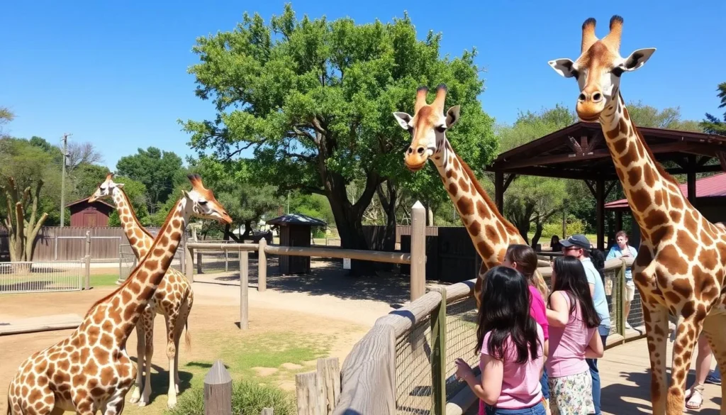 Giraffes at Ellen Trout Zoo in Lufkin with visitors viewing them