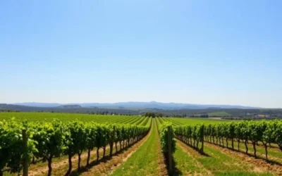 McLaren Vale, South Australia: Best Things to Do – Top Picks