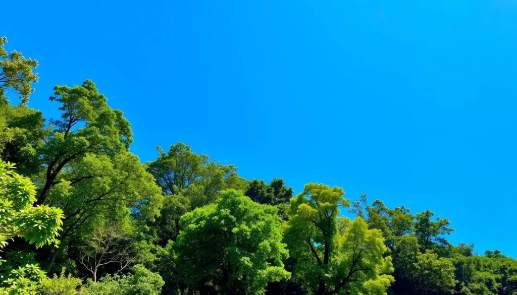 Sunny day at Berbak National Park showing clear skies over the forest canopy