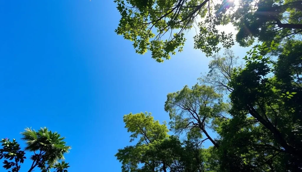 Sunny day in Bukit Duabelas National Park with clear blue skies above the rainforest canopy