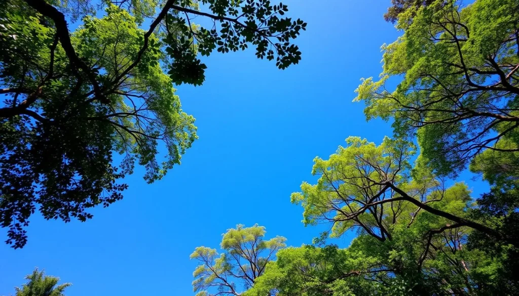 Sunny day in Midongy du Sud National Park showing clear blue skies over rainforest canopy