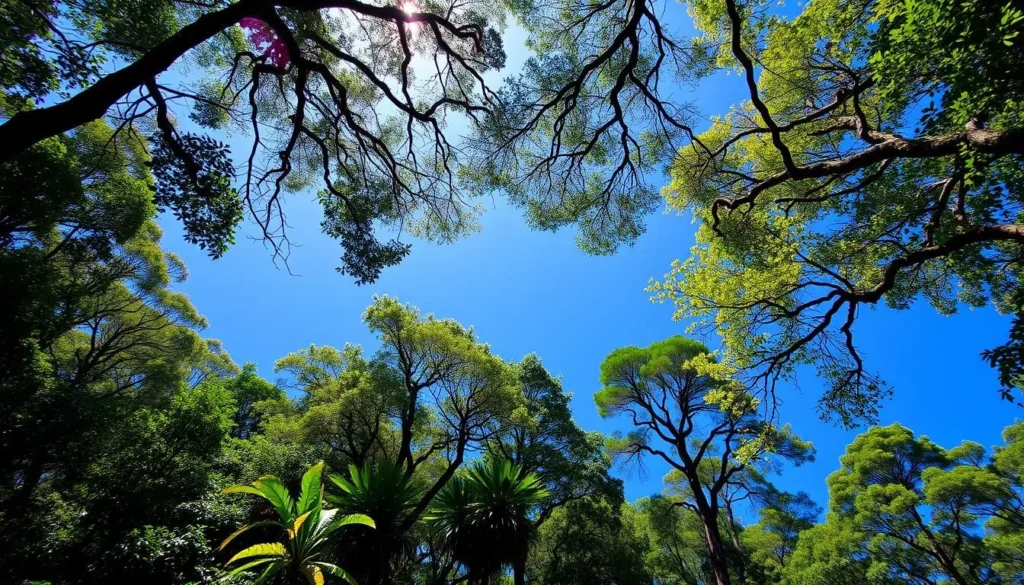 Sunny day in Mount Palung National Park during dry season with clear blue skies visible through the forest canopy