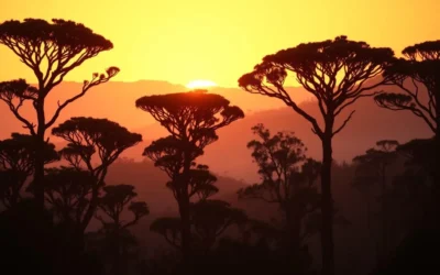 Bunya Mountains National Park, Queensland: Best Things to Do – Top Picks