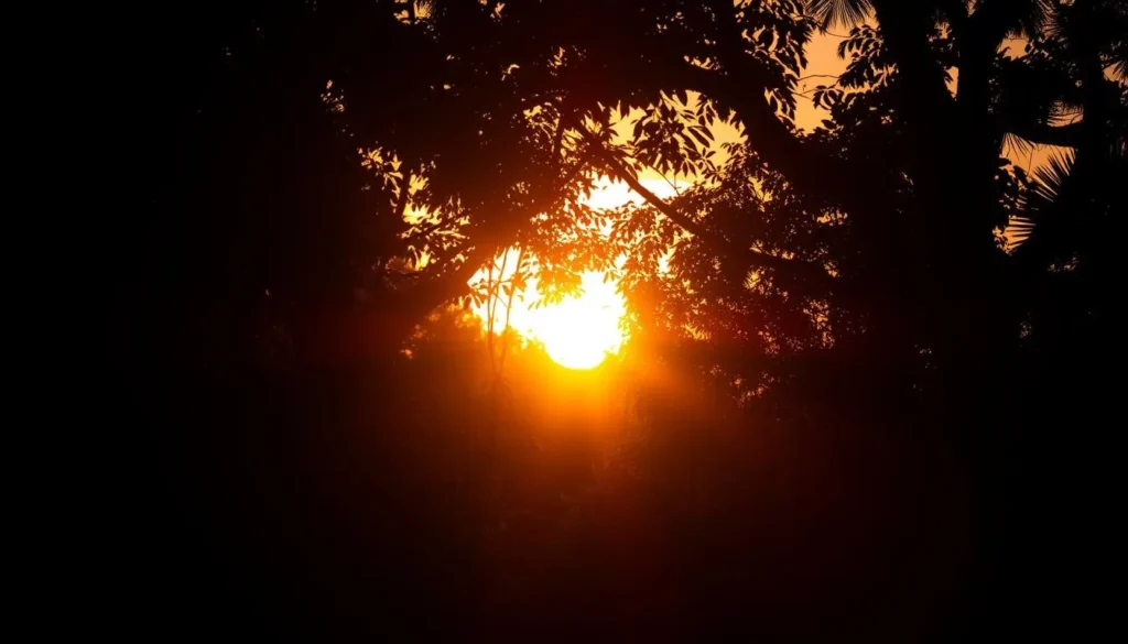 Sunset through the trees at Dagny Johnson Key Largo Hammock Botanical State Park