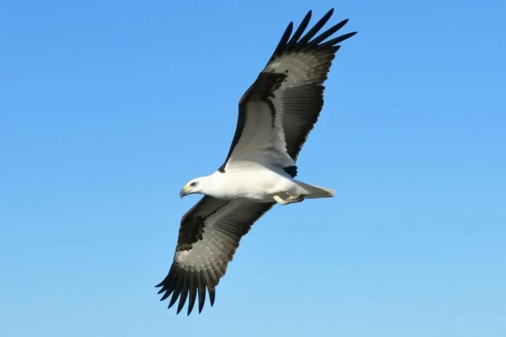 White-bellied sea eagle soaring over Broulee Island Nature Reserve