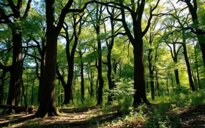 Hidden Springs State Park, Illinois: Best Things to Do – Top Picks