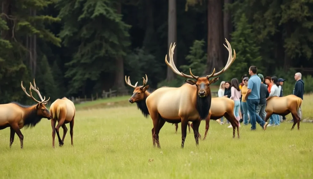 Roosevelt elk grazing in a meadow near redwood forest in Humboldt Redwoods State Park Roosevelt elk grazing in a meadow near redwood forest in Humboldt Redwoods State Park