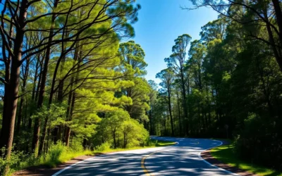 Tarra-Bulga National Park, Victoria: Best Things to Do – Top Picks