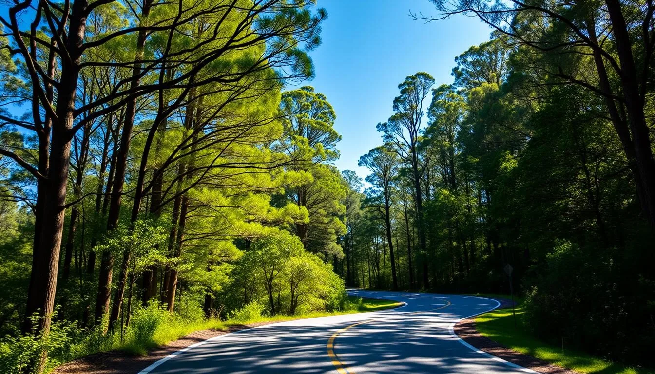 Scenic winding road leading to Tarra-Bulga National Park through lush green forest on a sunny day