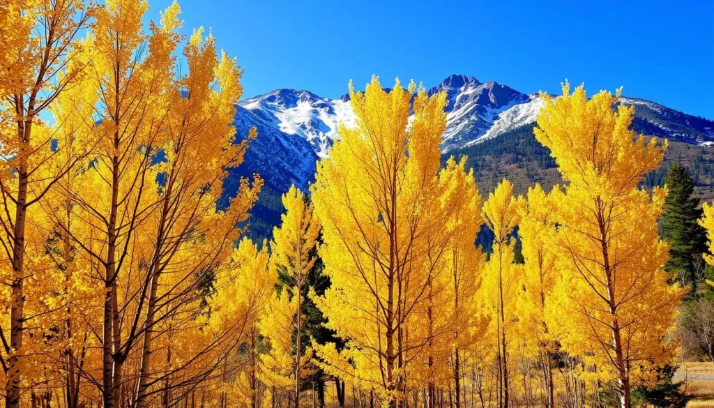 Autumn colors in the Sangre de Cristo Mountains with golden aspen trees against the mountain backdrop