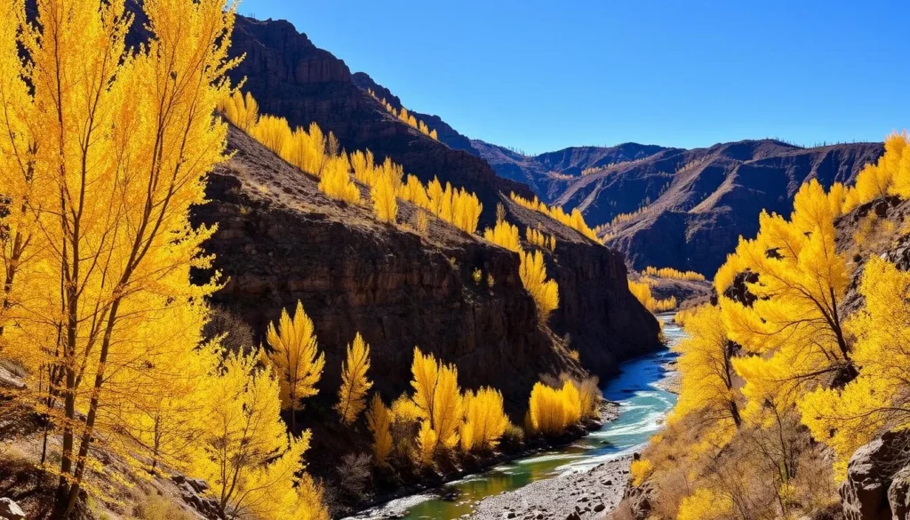 Fall colors in Gunnison Gorge with golden aspen trees contrasting against the dark canyon walls Fall colors in Gunnison Gorge with golden aspen trees contrasting against the dark canyon walls