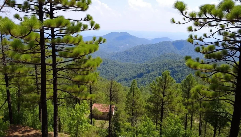Netarhat hill station with pine forests near Ranchi, perfect extension to Ranchi Jharkhand best things to do Netarhat hill station with pine forests near Ranchi, perfect extension to Ranchi Jharkhand best things to do