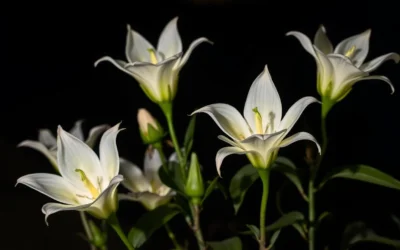 Tohono Chul Park, Arizona: Best Things to Do – Top Picks