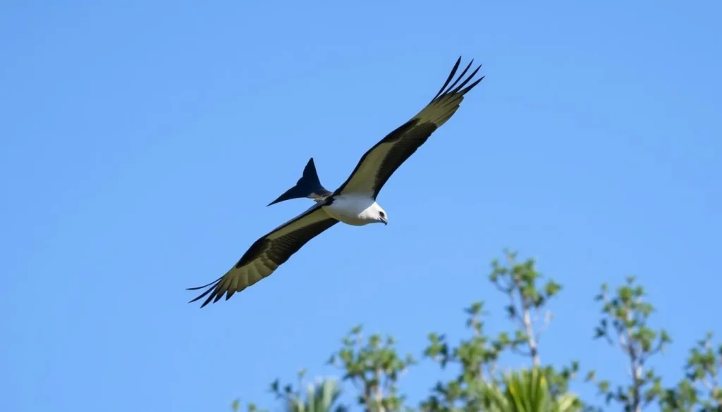 Swallow-tailed Kite soaring above Pearl River Wildlife Management Area Swallow-tailed Kite soaring above Pearl River Wildlife Management Area